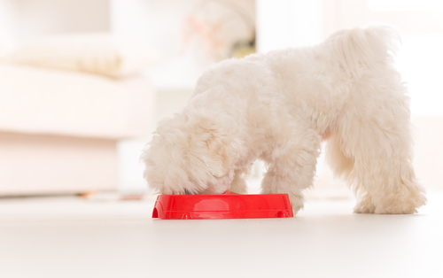 Bichon Frise with allergies