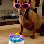 carob dog cake recipe
