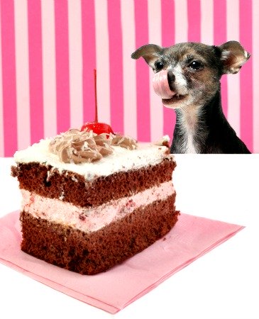 carob for dogs in dog treats and cakes