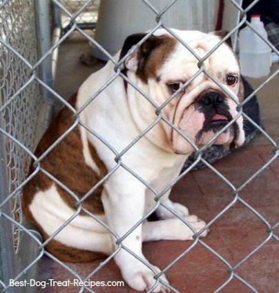 dog bad breath