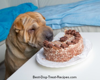 Dog eating cake with chocolate