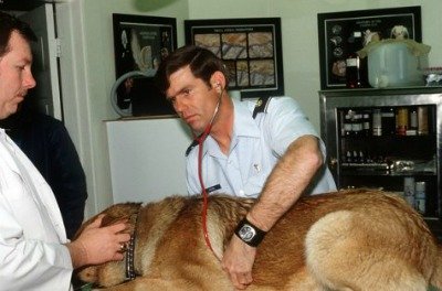 Dog poisoning, due to ingesting harmful foods, is an emergency