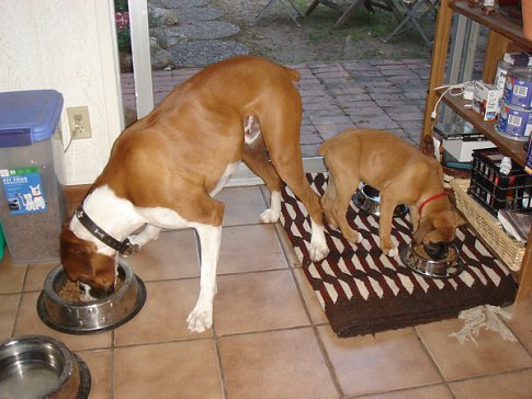 dog salmonella symptoms