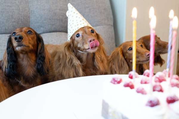 dogs hungry for decorated birthday cake
