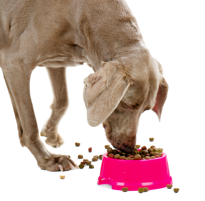 Weimaraner eating his food in a pink bowl