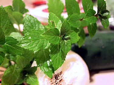 peppermint for dogs