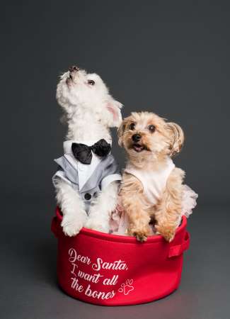 puppies in red Christmas bag