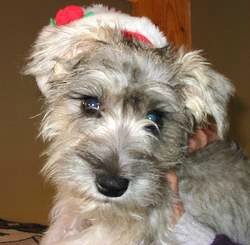 Skipper, my miniature schnauzer on her first Christmas day.