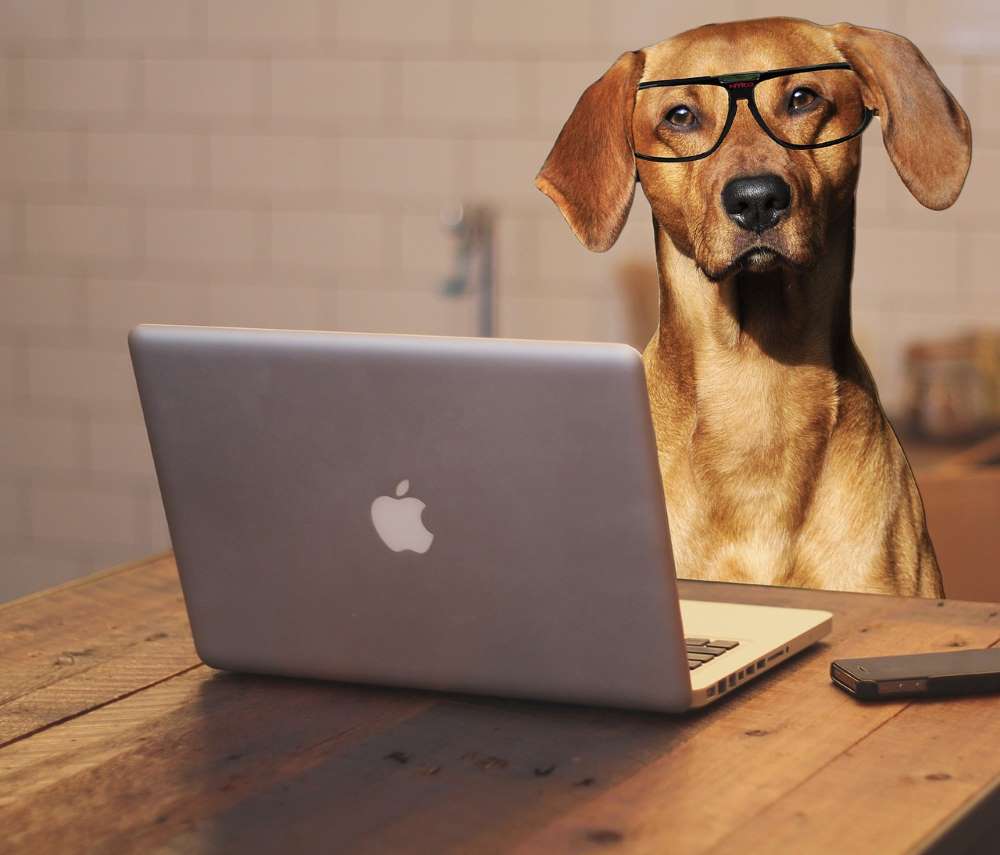 dog with glasses sitting in front of computer