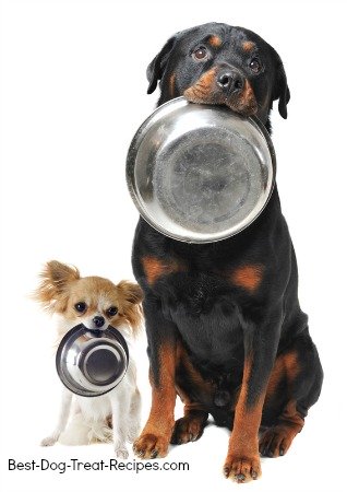 2 dogs with bowls in their mouths, waiting to be fed