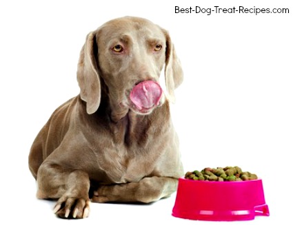 Weimaraner with food, healthy dog diet