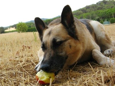 German Shepherd dog enjoying an apple in a cut hay field