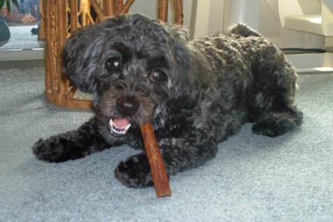 black puppy with homemade dog chew