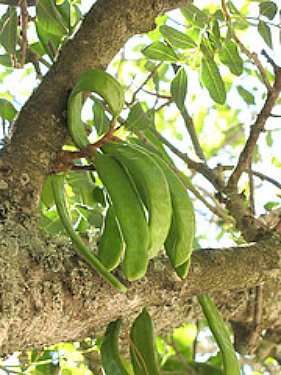 carob pods on a tree