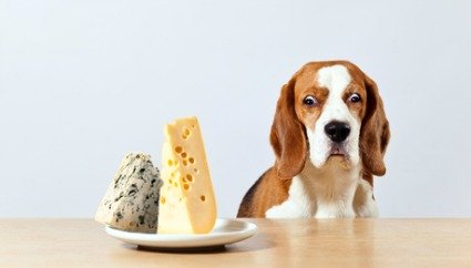 cheese for dogs