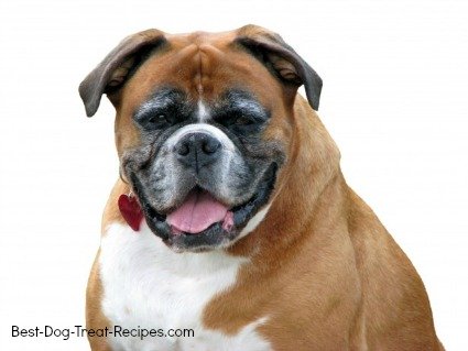 dog waiting for his diabetic dog treats