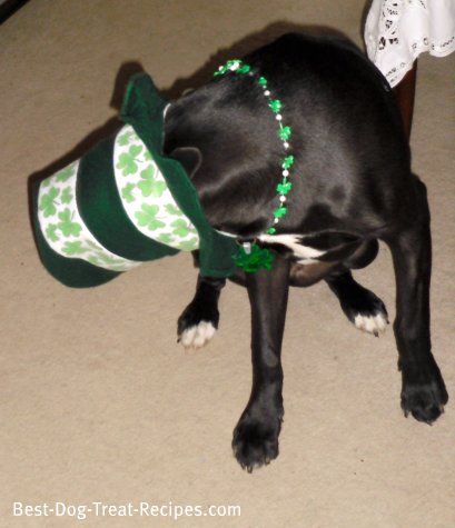 black dog eating pumpkin treats from a St. Patrick's Day hat