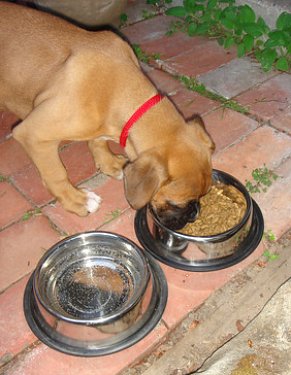 dog eating quality dog food from a stainless bowl