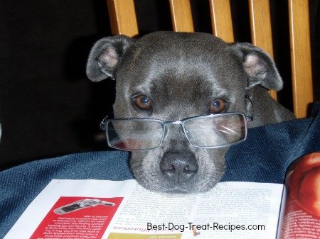 Dog with glasses demonstrating what dogs see