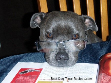 Dog with glasses