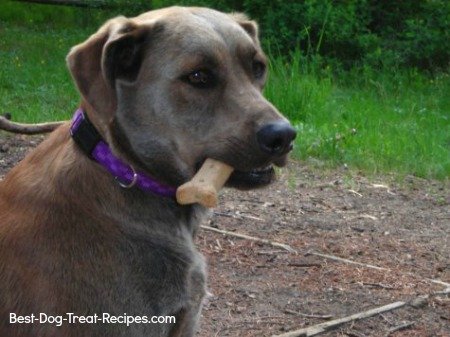 brown dog with homemade dog treat in his mouth