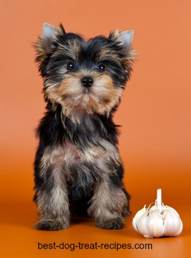 cute puppy siting next to garlic bulb