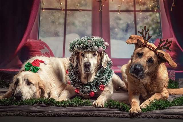 holiday dog treats for 3 cute dogs