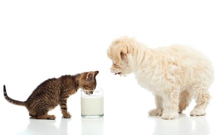 white dog watching kitten drinking milk
