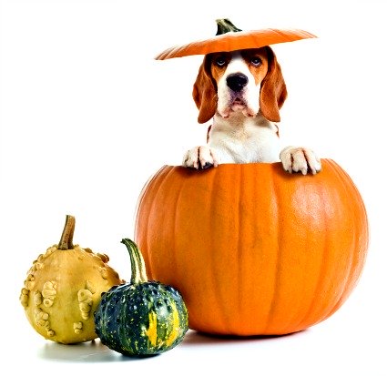 pumpkin for dogs, with basset hound in a pumpkin