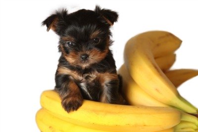 puppy dog and bananas