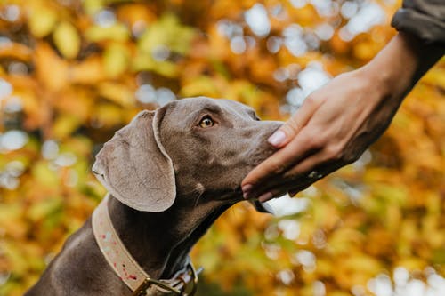 vegetarian dogs like this Weimaraner, need special dog treats
