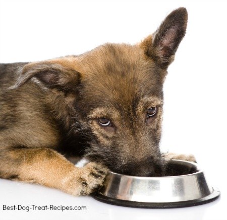 Canine vitamins are sometimes necessary for dogs in addition to their dog food